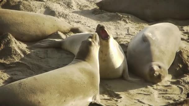 Colonia de focas elefantes — Vídeo de stock