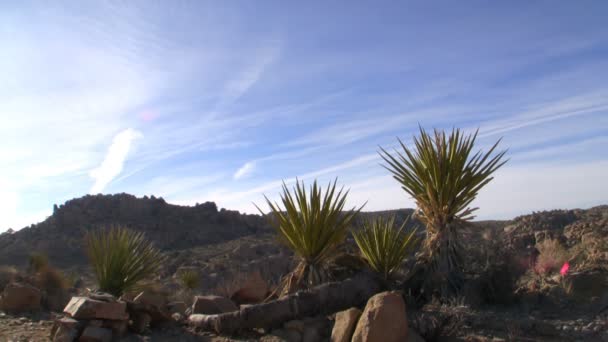 Sonnenaufgang in der Wüste — Stockvideo
