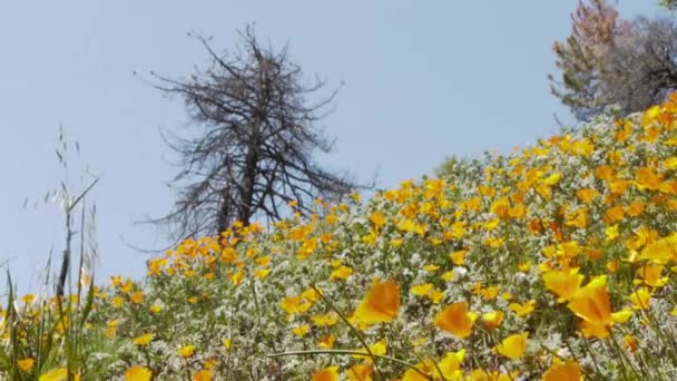 California Wild Flowers — Stock Video