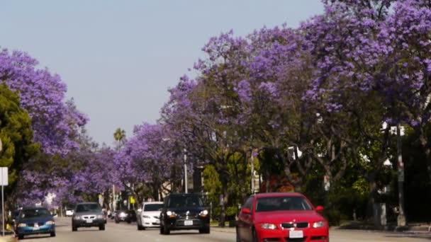 Jacaranda δέντρα ανθισμένα πάνω από το δρόμο — Αρχείο Βίντεο