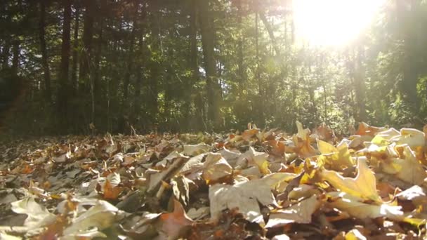 Folhas caídas no chão da floresta — Vídeo de Stock