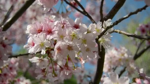 Flores de cereja sakura — Vídeo de Stock
