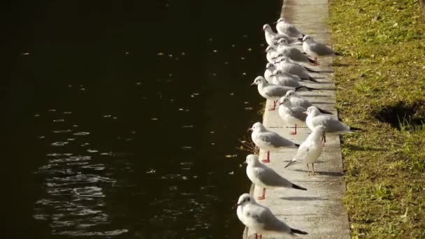 Gaivotas Resting by the Imperial Creek of Japan — Vídeo de Stock