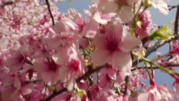 Sakura cherry blossoms — Stockvideo