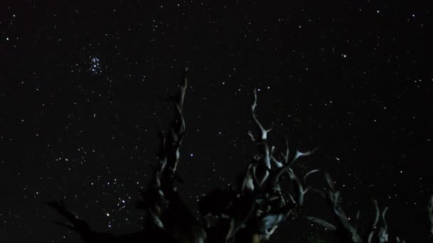 Sterne über uralten Borstenkiefern — Stockvideo