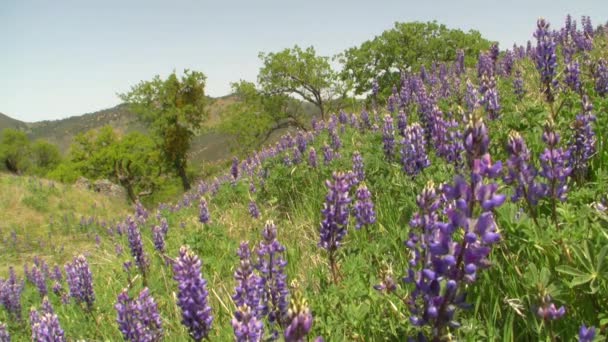 Californië wilde bloemen — Stockvideo