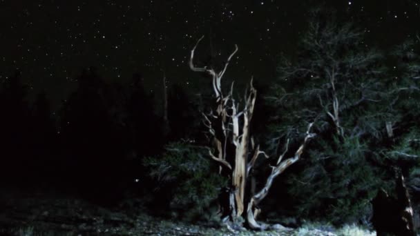 Sterren over oude bristlecone pine — Stockvideo