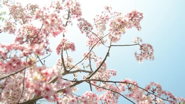 Sakura cherry blossoms — Stockvideo