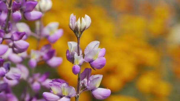 California Wild Flowers — Stock Video