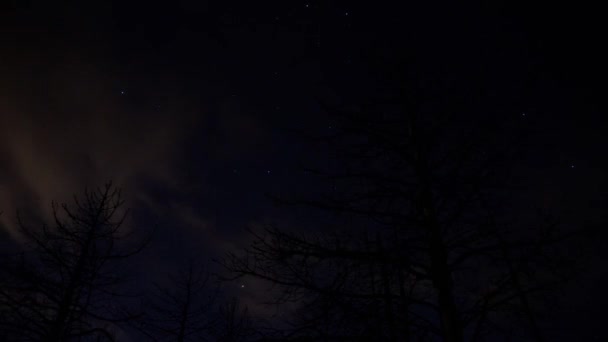 Árboles alpinos bajo el cielo estrellado — Vídeo de stock