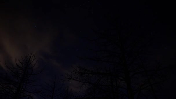 Arbres alpins sous le ciel étoilé 