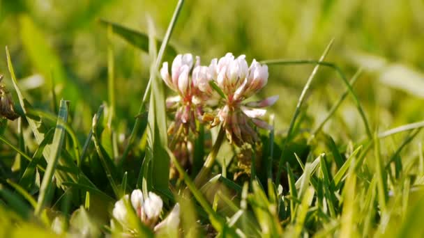 Macro Flores — Vídeo de stock