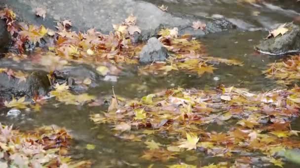 Autumn Stream in Japan — Stock Video