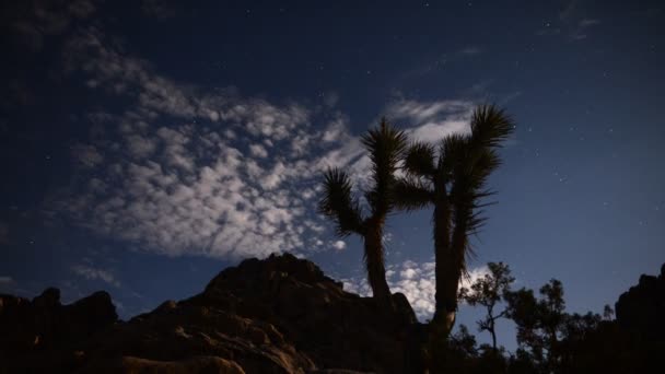 Astrofotografía Time Lapse Joshua Tree bajo la luz de la luna — Vídeo de stock