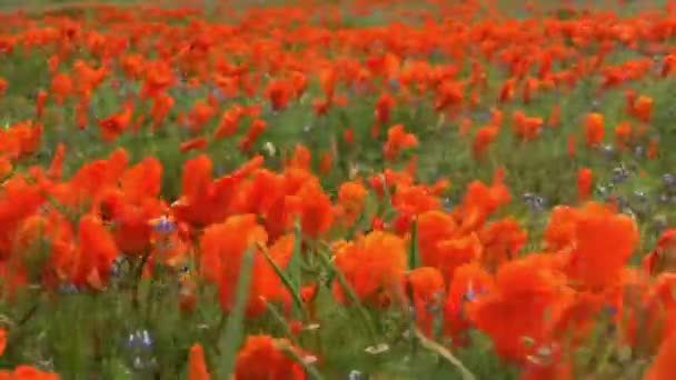 California Wild Flowers Poppy Fields — Stock Video