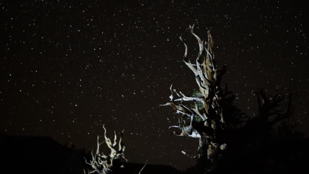 Csillag pályák fölött ősi bristlecone — Stock videók