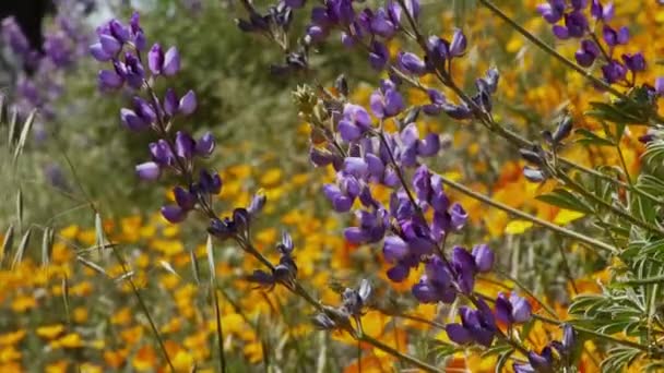 Kalifornische Wildblumen — Stockvideo