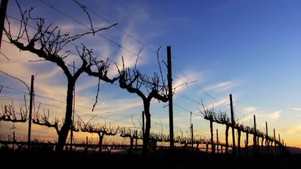 Coucher de soleil dans le vignoble — Video