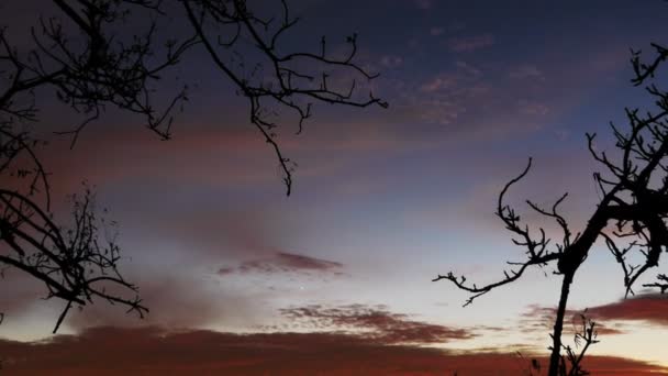 La stadslichten met Boom silhouet — Stockvideo