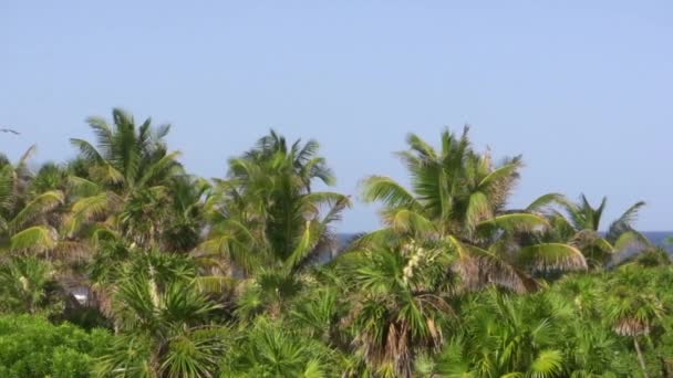 Selva tropical de palmeras — Vídeo de stock