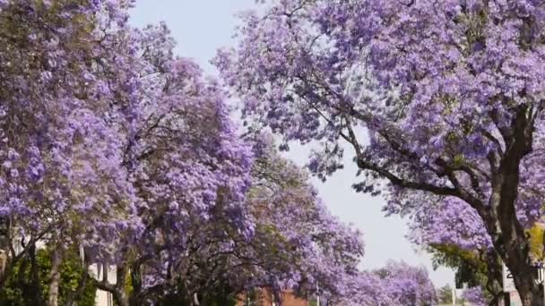 Jacaranda boom — Stockvideo