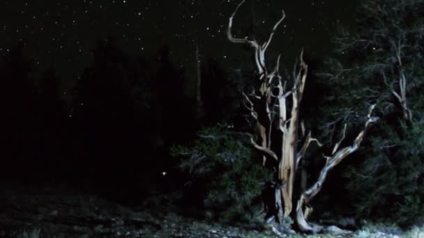 Stars over Ancient Bristlecone Pine — Stock Video