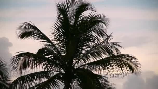 Tropical Palm Tree — Stock Video