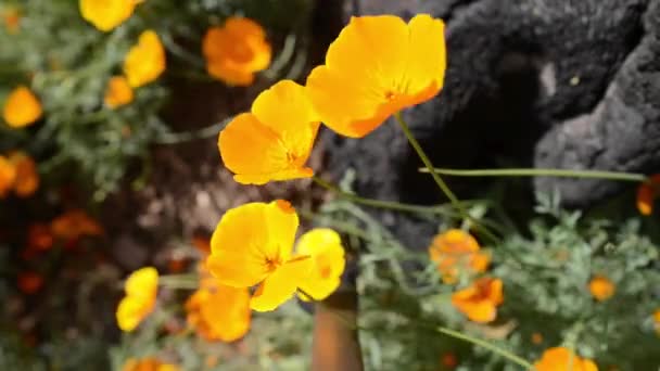 Kalifornie divoké květy máku — Stock video