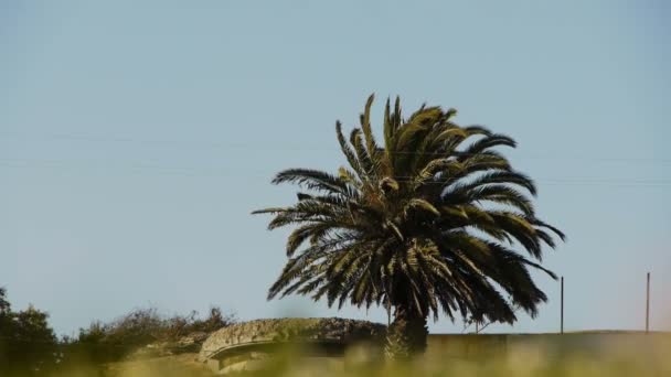 palmier tropical