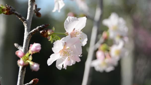 Flores de cereja sakura — Vídeo de Stock