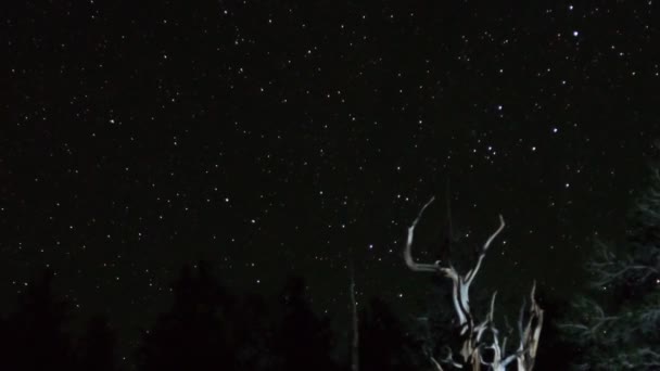 Csillagok alatt ősi bristlecone fenyő — Stock videók