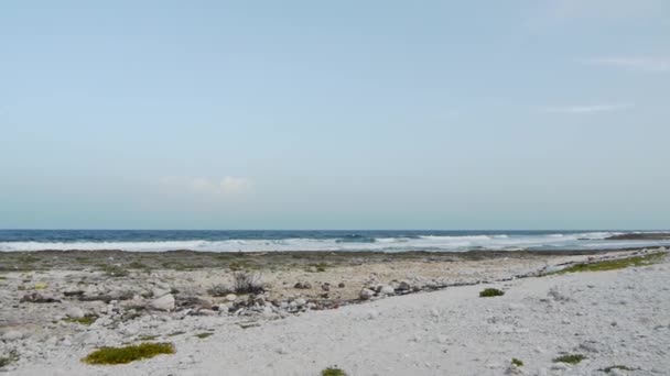 Playa tropical y palmera — Vídeos de Stock