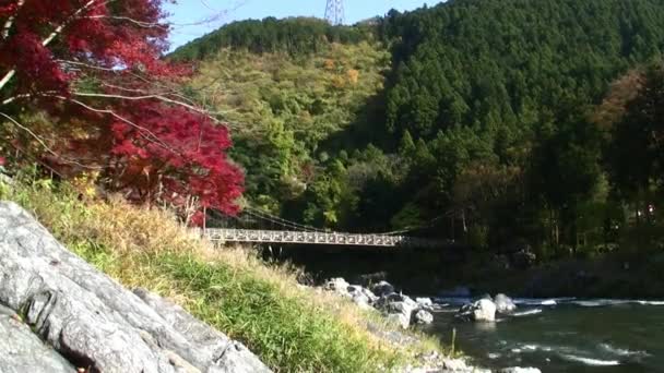 Japanische Ahornbäume und Brücke — Stockvideo