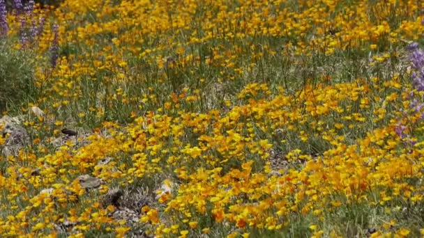 California Flores silvestres — Vídeo de stock