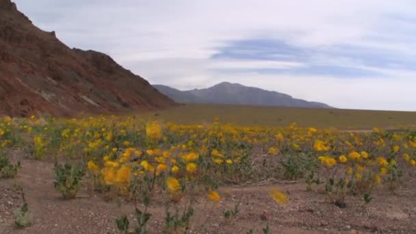 Vallée de la Mort Fleurs sauvages — Video