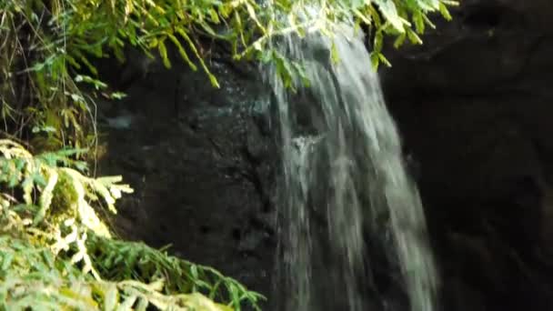 Waterfalls in Red Woods — Stock Video