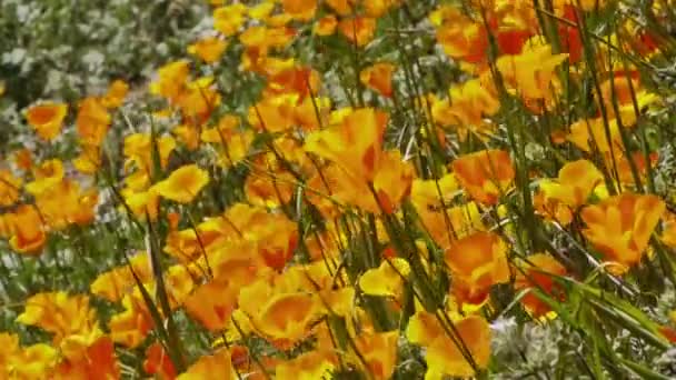 California kır çiçekleri — Stok video