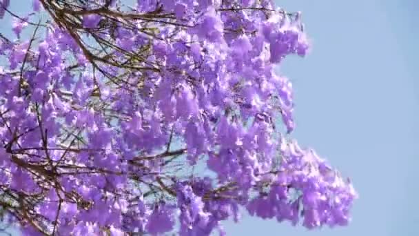 Árbol Jacaranda — Vídeo de stock