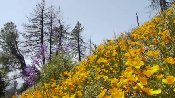 カリフォルニア州の野生の花 — ストック動画