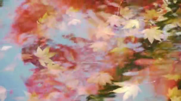 Feuilles d'érable japonaises sous l'eau — Video