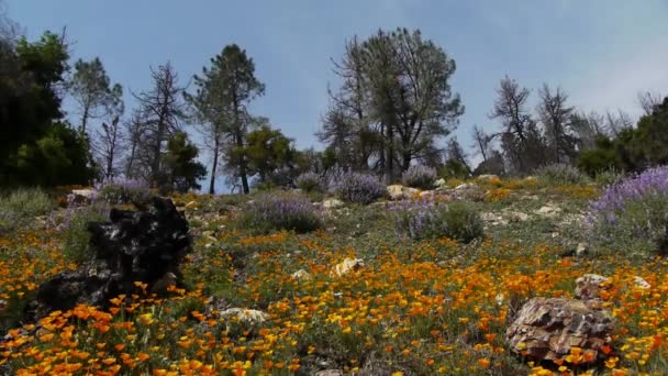 California Wild Flowers — Stock Video