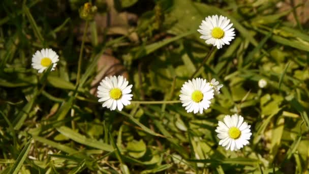 Macro Flowers — Stock Video