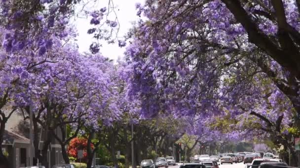 Jacaranda boom — Stockvideo