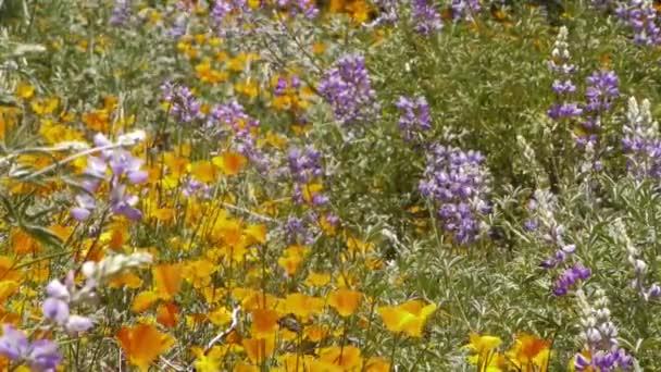 California Wild Flowers — Stock Video