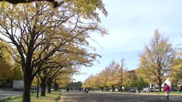 Pessoas caminhando através de árvores amarelas Ginkgo no Japão — Vídeo de Stock