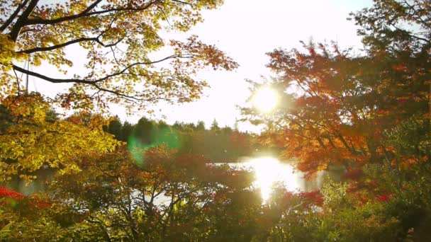 Arce japonés sobre estanque en otoño — Vídeo de stock