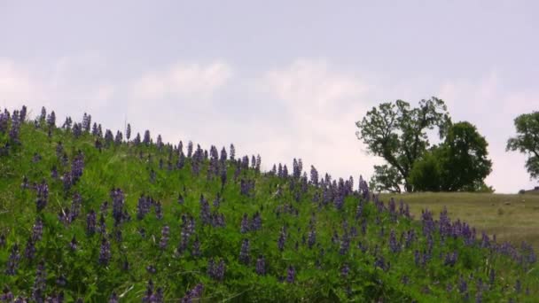 Flores silvestres — Vídeo de stock