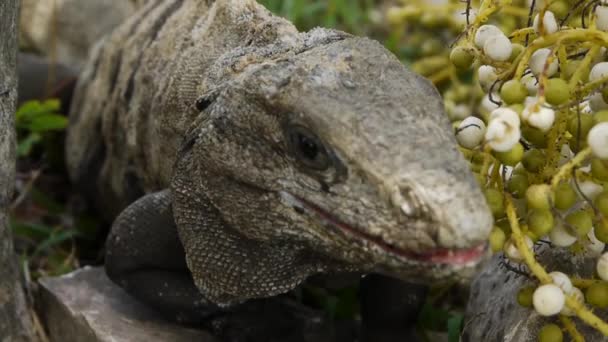 Iguana gigante — Vídeo de stock