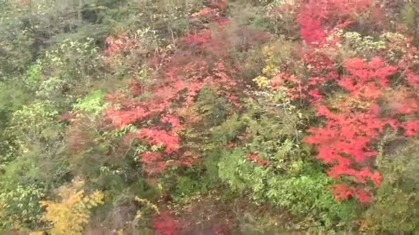 Japanse esdoorn bomen — Stockvideo