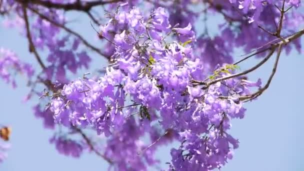 Jacaranda дерево — стокове відео